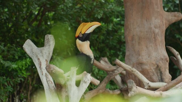 Hornbill perched on pale branch amidst dense green foliage, calm tropical forest scene showcasing large yellow casque and glossy black plumage, shallow foreground blur, contemplative stillness