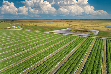 Fototapeta premium Farm fields in Florida. Agricultural cultivated field in summer season with growing green crops. Farming and agriculture industry in USA