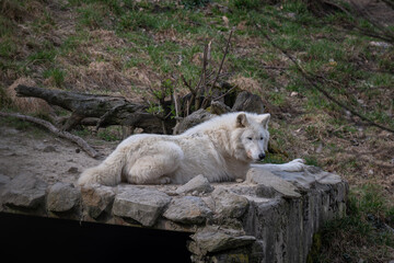 Hudson Bay wolf lying in an outdoor enclosure. © lapis2380