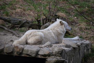 Hudson Bay wolf lying in an outdoor enclosure. © lapis2380