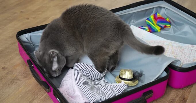 Cat disrupts packing with curious sniffing. Mischievous cat rearranges clothes in open suitcase. Cheeky gray cat explores and mischievously moves clothes and hats inside open suitcase