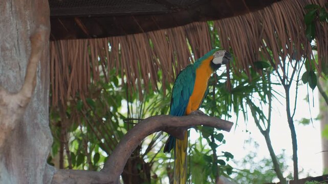 Vibrant blue and gold macaw perched on curved branch beneath thatch roof, tropical foliage background, soft dappled sunlight, serene mood bird preens and surveys surroundings with sharp beak and vivid