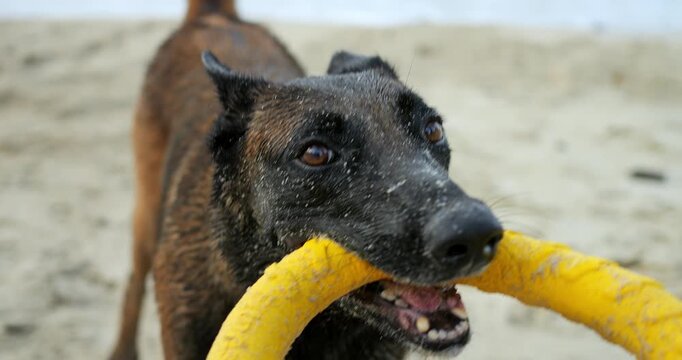Lively canine enthusiastically drags colorful toy. Vigorous puppy pulls vibrant toy along sandy shoreline water. Energetic dog enthusiastically tugs vivid plaything at coast shoreline
