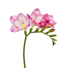 Obraz premium Beautiful pink flowers with green stem isolated on transparent background
