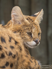 Obraz premium Serval resting in an outdoor zoo enclosure.