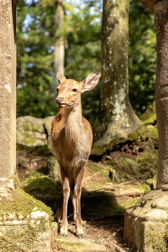 The deer are freely roaming around in Nara park, Japan