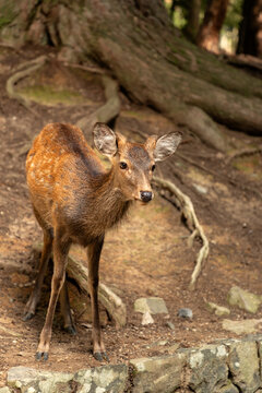 Sika deer grazing in the forest, Nara Park, Japan