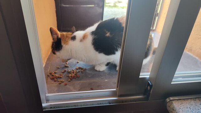 Calico cat eating dry food kibble