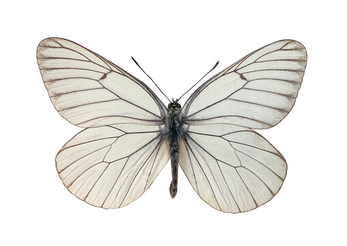 The Black-veined White Aporia crataegi beautiful butterfly isolated on transparent background with clipping path. Dorsal view of butterfly. Beautiful butterfly for design.