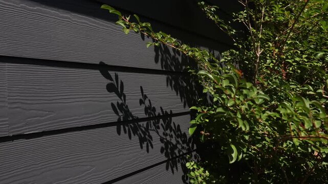 Close-up tree branches swaying in the breeze casting shadows on dark gray wooden plank house siding 4k