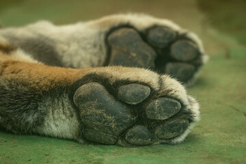 Close-up of a lying Siberian tiger's paws. © lapis2380