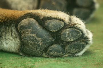 Close-up of a lying Siberian tiger's paws. © lapis2380