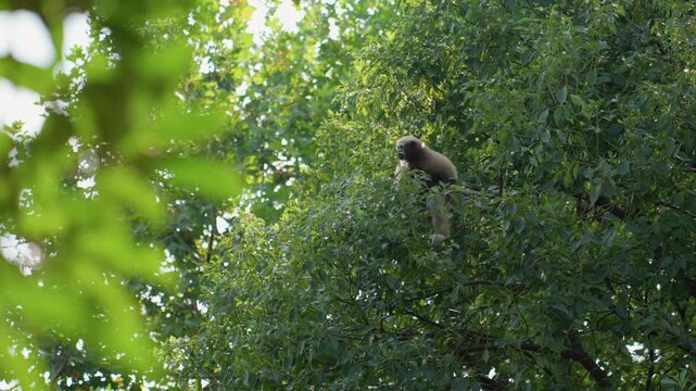 Brown monkey perched high treetop, foraging slowly among dense green leaves, dappled sunlight filtering through foliage, calm forest atmosphere, telephoto portrait highlighting arboreal behavior