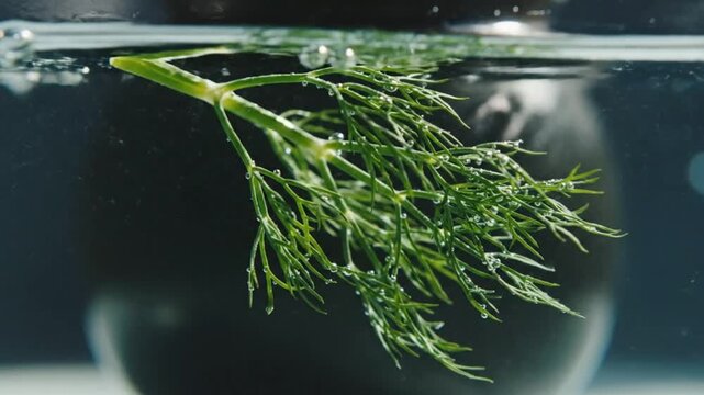 Close up of fresh dill submerged in water with bubbles in a glass bowl, tranquil and calming