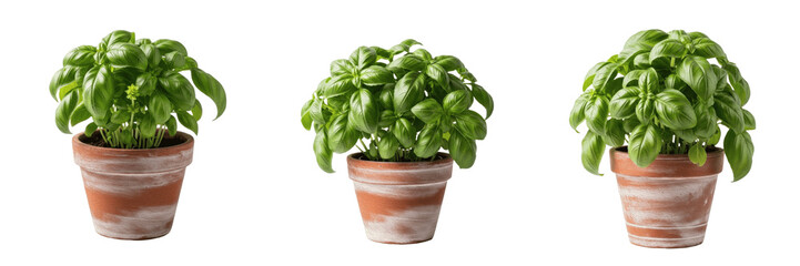 Naklejka premium Set of fresh green basil herbal plants in rustic terracotta clay pots isolated on transparent PNG background