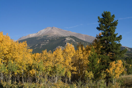Golden Aspen Trees with Longs Peak Rocky Mountain National Park Colorado