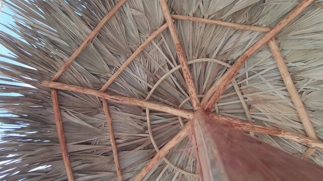 Tropical palm leaf umbrella 4K frames of texture and structure