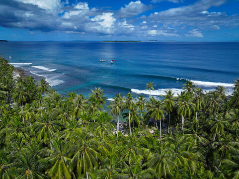 AERIAL: View over dense coconut palms toward a tropical reef break with surfers in the lineup. Clean blue water, peeling waves and remote island scenery from Mentawai Islands in exotic Indonesia.