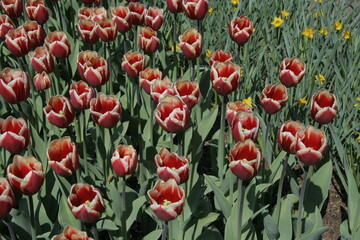 Fototapeta premium Tulips in blossom, spring