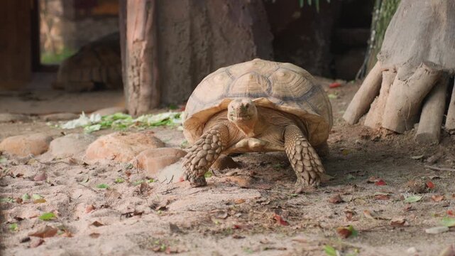 Frontal tortoise advances across sandy ground, close headon perspective strong forelimbs pushing through leaf litter detailed scute patterns changing angles show emergence pause determined stride