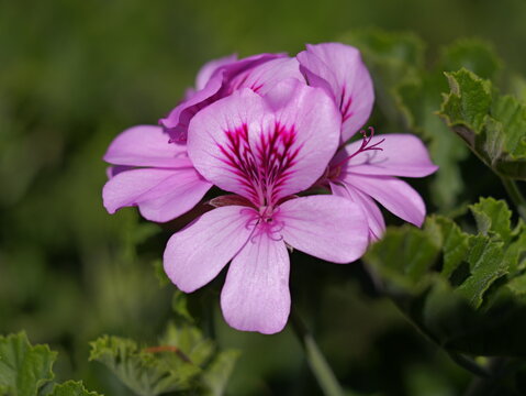 close up of Zonal Geranium