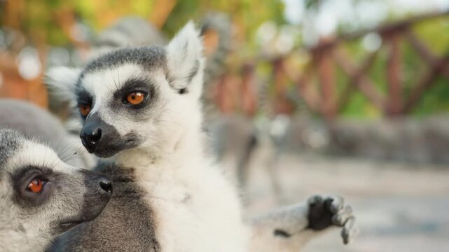 Playful lemur reaching out to companion, juvenile extending paw in gentle grooming gesture, affectionate social bond and close contact, bright orange eyes and soft fur detail, leafy enclosure