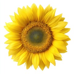 Obraz premium Vibrant yellow sunflower blossom isolated on white background with detailed petals