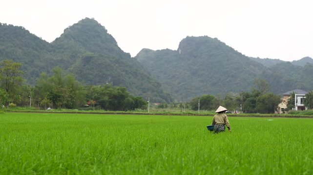 Agriculture and growing organic food. Green rice terraces in countryside of Vietnam, unrecognizable farmer manually adds granulated mineral fertilizers to rice field for growing and against weeds.