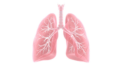 Fototapeta premium Pink human lungs with branching bronchioles, isolated on transparent background