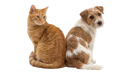 Fotobehang Kat Orange tabby cat and Jack Russell terrier dog sitting back to back, isolated on transparent background  © Ozols