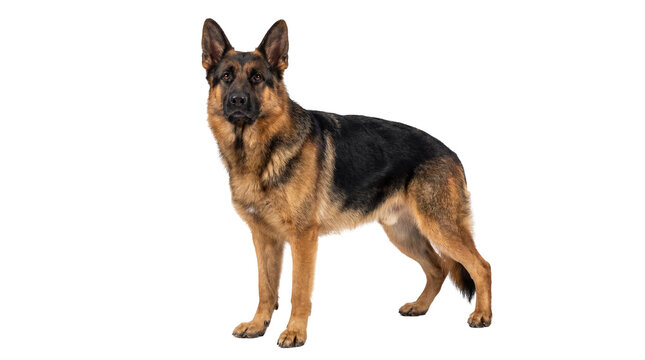 Majestic German Shepherd dog standing alert, isolated on transparent background