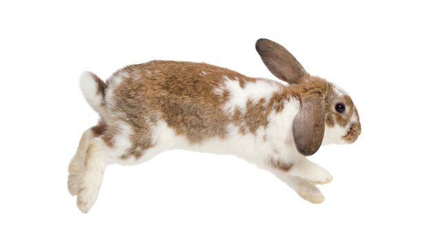 Brown and white lop-eared rabbit mid-leap, isolated on transparent background