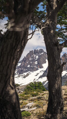 Fototapeta premium Snowy mountain peak framed by tree trunks in Patagonia