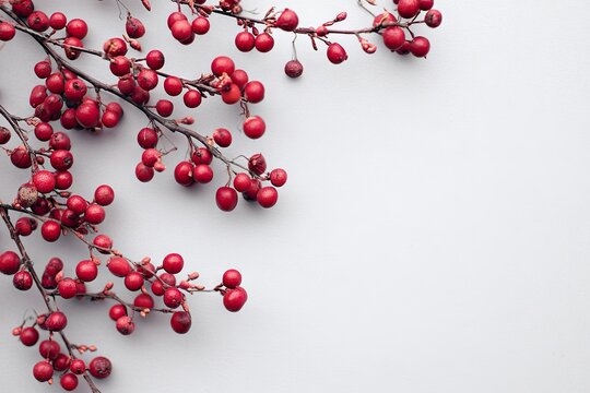 Vibrant red berries on branches against a plain white background