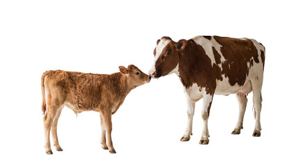 Brown and white cow nuzzling a small brown calf, isolated on transparent background © Ozols