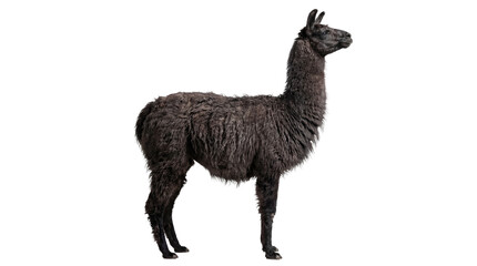 Naklejka premium Dark grey fluffy llama standing, isolated on transparent background