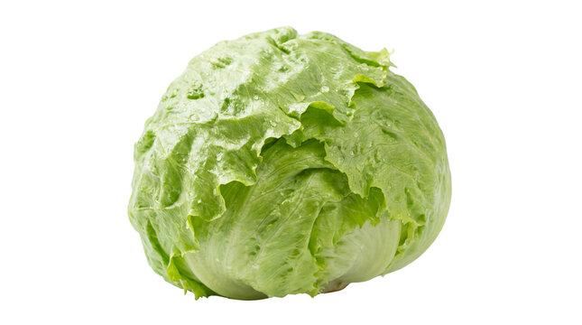Crisp green iceberg lettuce head with water droplets, isolated on transparent background