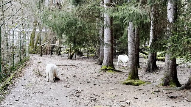 Two white Arctic foxes sniffing in forest clearing with mossy trees