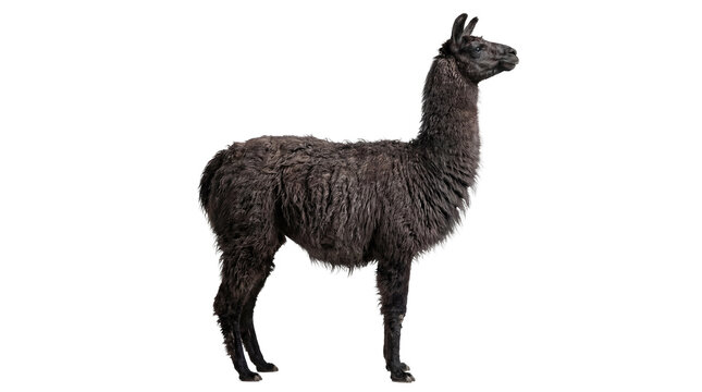 Dark grey fluffy llama standing, isolated on transparent background