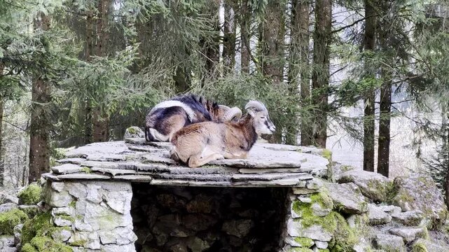 Two bighorn sheep lying on stone shelter in mossy forest