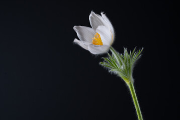 Blüte einer Küchenschelle  Pulsatilla © Cezanne-Fotografie