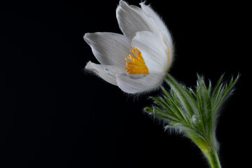 Blüte einer Küchenschelle  Pulsatilla © Cezanne-Fotografie