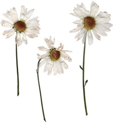Pressed daisy flowers png cutout © Amber