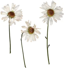 Fototapeten Gänseblümchen Pressed daisy flowers png cutout  © Amber