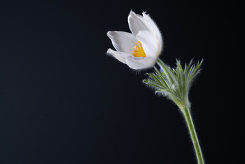 Blüte einer Küchenschelle  Pulsatilla © Cezanne-Fotografie