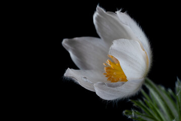 Blüte einer Küchenschelle  Pulsatilla © Cezanne-Fotografie