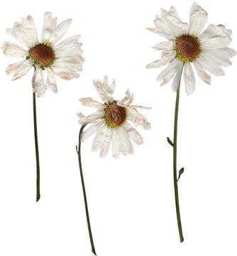 Pressed daisy flowers png cutout