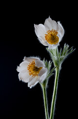 Blüte einer Küchenschelle  Pulsatilla © Cezanne-Fotografie
