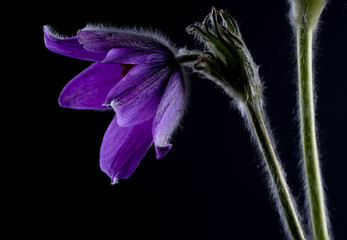 Blüte einer Küchenschelle  Pulsatilla © Cezanne-Fotografie
