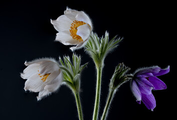 Blüte einer Küchenschelle  Pulsatilla © Cezanne-Fotografie